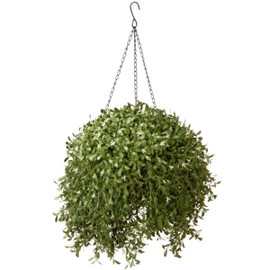 Shrubs