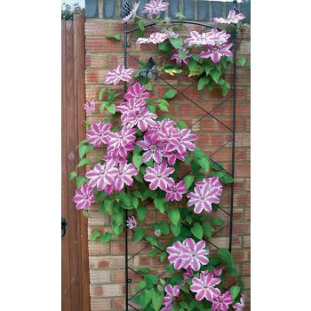 Regent Wall Trellis - Decorative Garden Screen, Plant Support - Solid Steel - W52 x H164 cm - Powder Coated Black